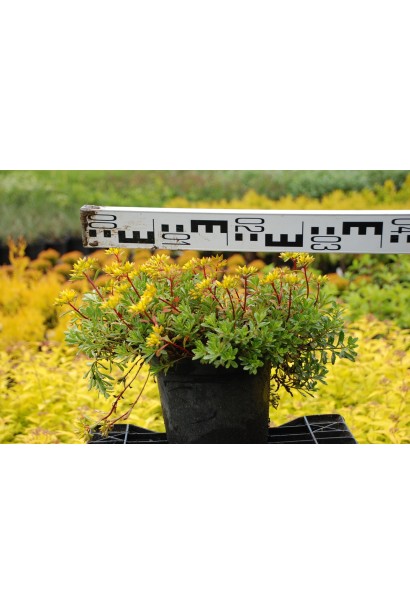 Очиток цветоносный Вейхенстефанер Голд - 3л/вис.5-10см/Ø30-35см